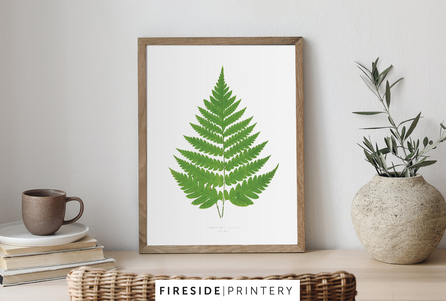 Vintage Fern Illustration One
