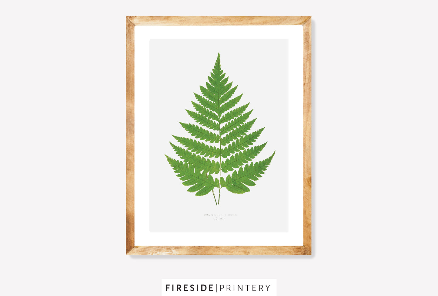 Vintage Fern Illustration One