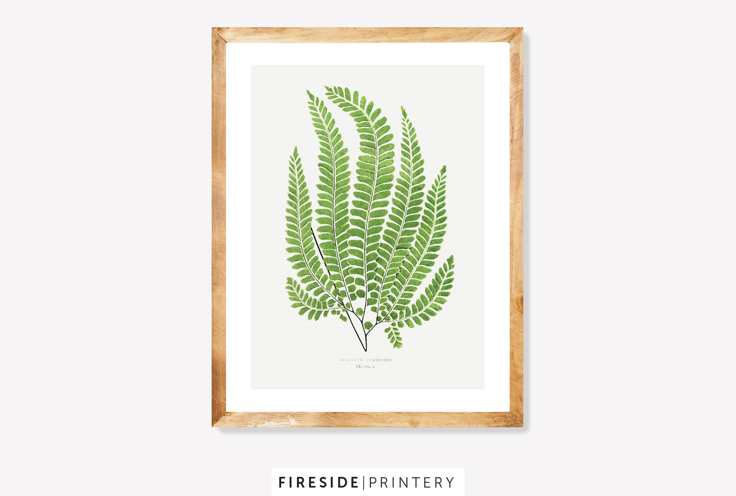 Vintage Fern Illustration Two
