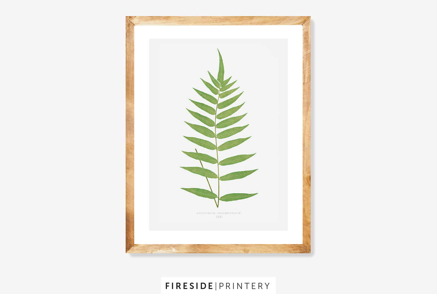 Vintage Fern Illustration Three