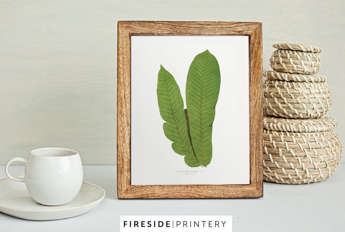 Vintage Fern Illustration Four