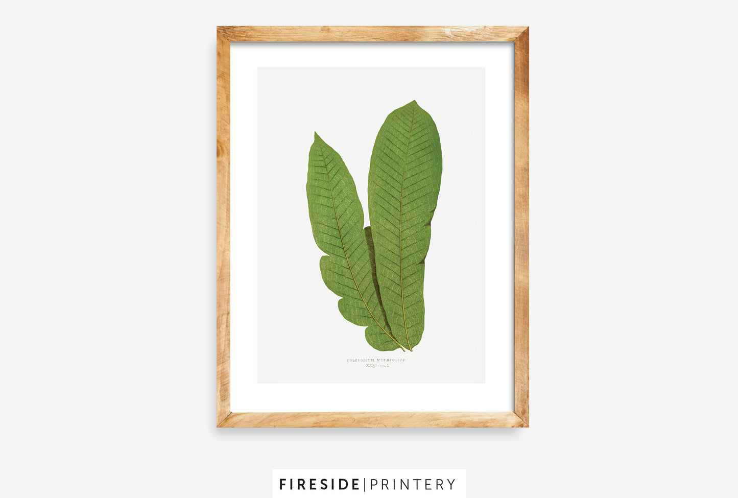 Vintage Fern Illustration Four