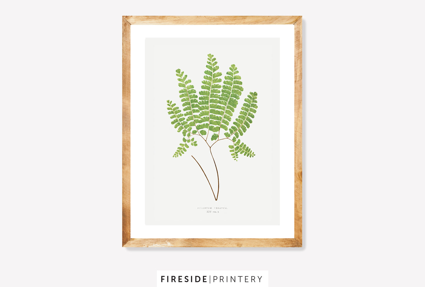 Vintage Fern Illustration Six