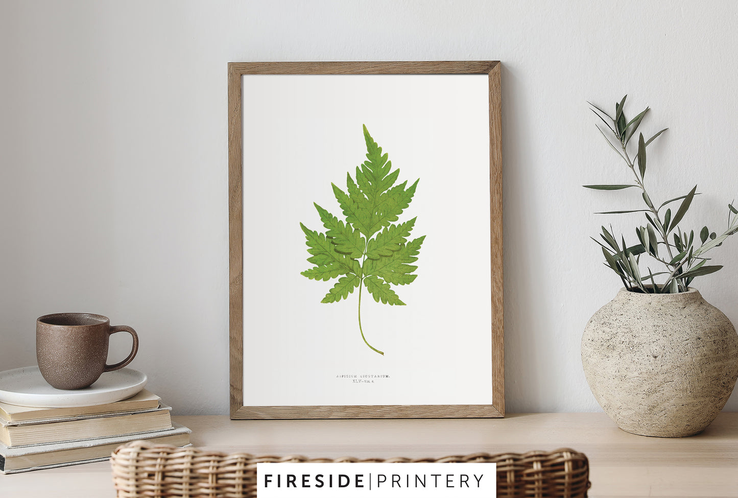Vintage Fern Illustration Seven