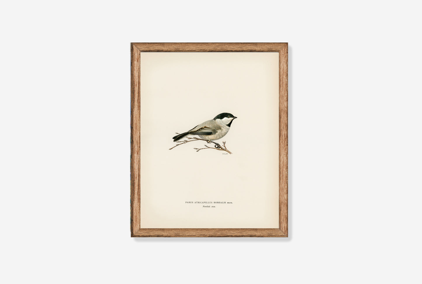 Single Parus on a Branch