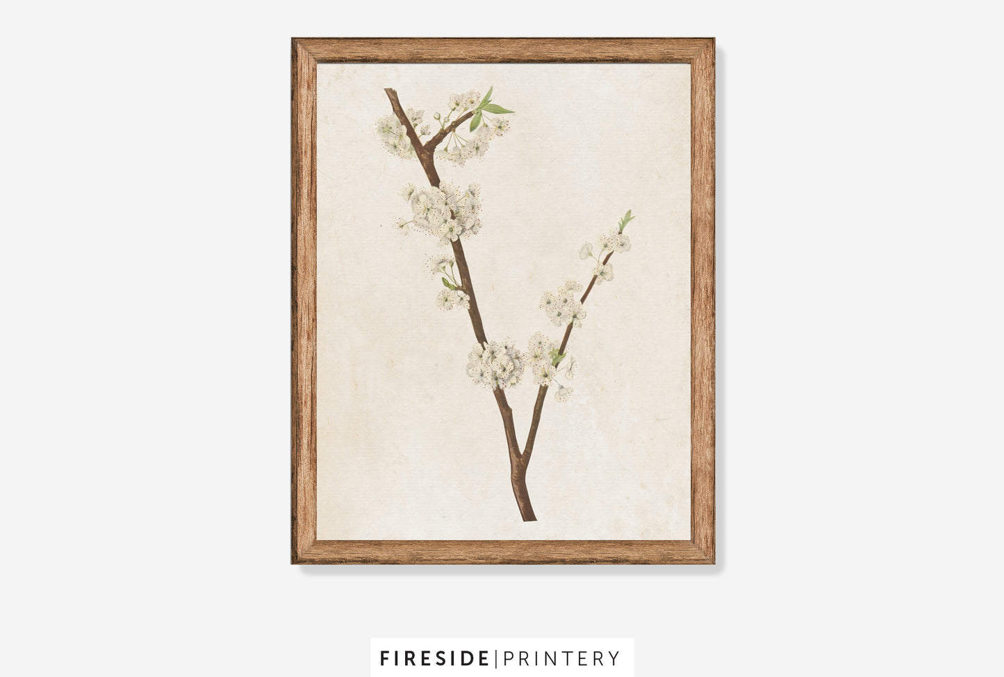White Blossoms