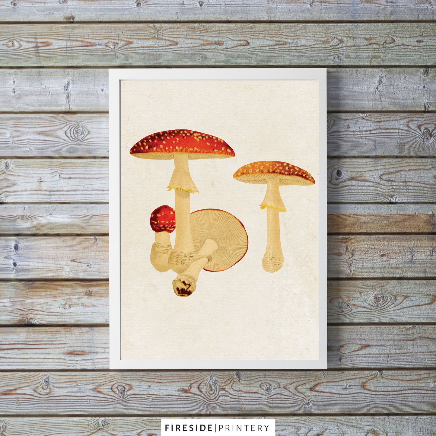 Vintage Mushroom Print 3