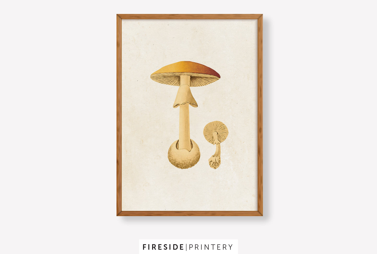 Vintage-Inspired Mushroom Illustration Set