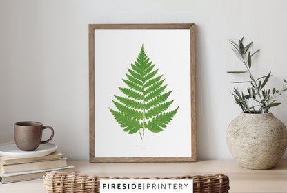 Vintage Fern Illustration One