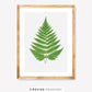 Vintage Fern Illustration One