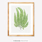 Vintage Fern Illustration Two