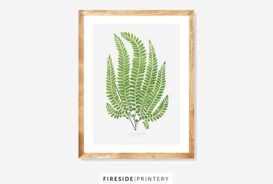 Vintage Fern Illustration Two