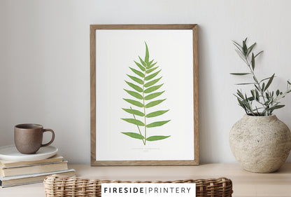 Vintage Fern Illustration Three