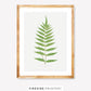 Vintage Fern Illustration Three