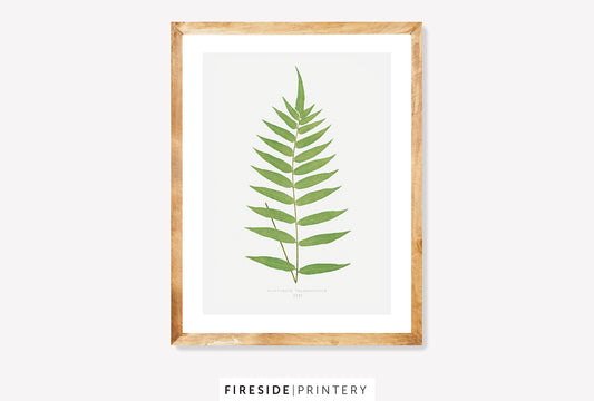 Vintage Fern Illustration Three