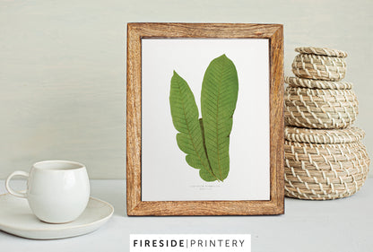 Vintage Fern Illustration Four