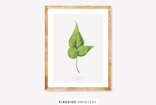 Vintage Fern Illustration Five