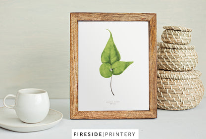 Vintage Fern Illustration Five