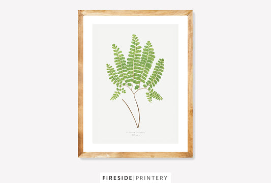 Vintage Fern Illustration Six