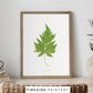 Vintage Fern Illustration Seven