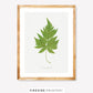 Vintage Fern Illustration Seven