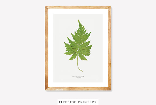 Vintage Fern Illustration Seven