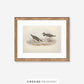 Ringed Plover