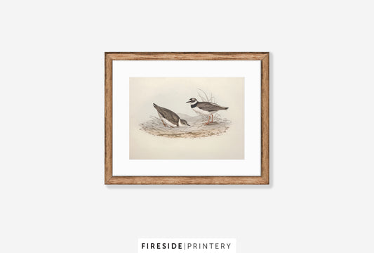 Ringed Plover