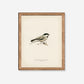 Single Parus on a Branch