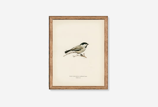 Single Parus on a Branch