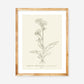 Robin's Plantain