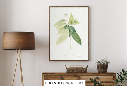 Cinnamomum