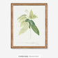 Cinnamomum