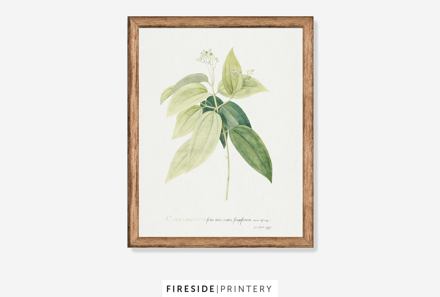 Cinnamomum