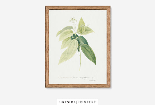 Cinnamomum