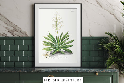 Yucca