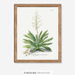 Yucca