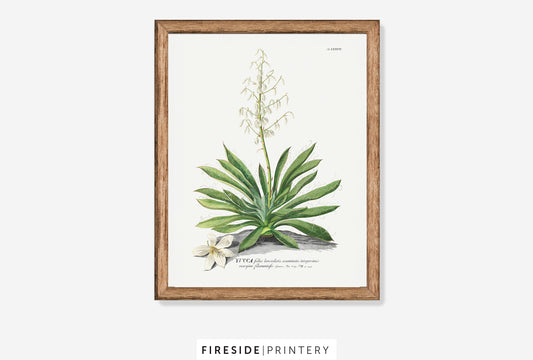 Yucca