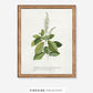 Spiraea
