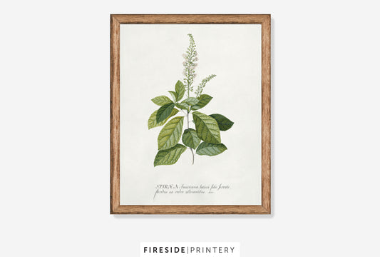 Spiraea