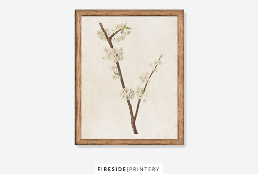 White Blossoms