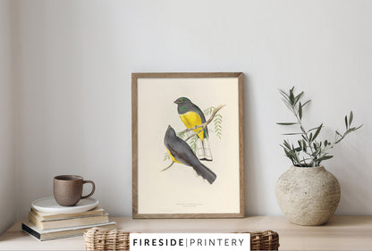Lemon Breasted Trogon