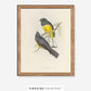 Lemon Breasted Trogon