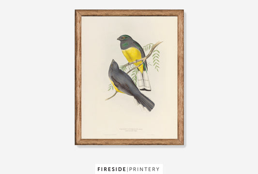 Lemon Breasted Trogon