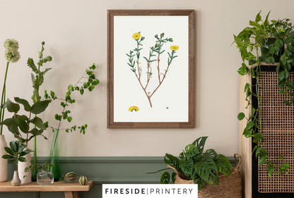 Yellow Marigold