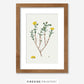 Yellow Marigold