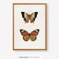 Vintage-Inspired Butterfly Illustration Set