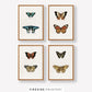 Vintage-Inspired Butterfly Illustration Set