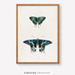 Vintage-Inspired Butterfly Illustration Set