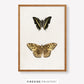 Vintage-Inspired Butterfly Illustration Set